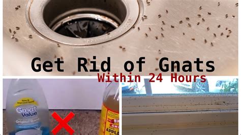 Gnat infestation in house. Things To Know About Gnat infestation in house. 
